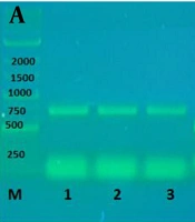 Jundishapur J Microbiol